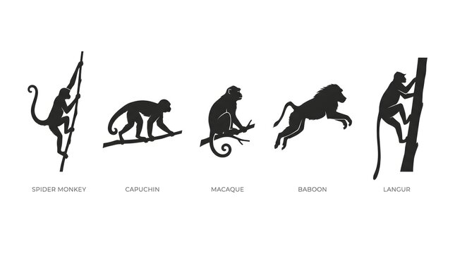 Monkey, ape, primate icons, black silhouettes, animal symbols, set of 5