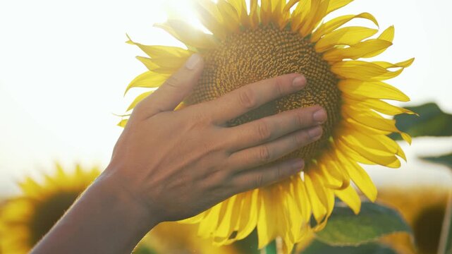 Farmer hand gently touches sunflower in sunlit field. captures farmer hand connecting with nature symbolizing dedication to sunflower farming. Scenic agriculture field with farmer hand on sunflower.