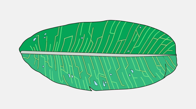 Ilustraci&oacute;n vectorial de una hoja de pl&aacute;tano verde con patrones de circuitos electr&oacute;nicos integrados en sus nervaduras sobre un fondo gris claro minimalista y moderno
