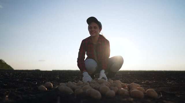 Female farmer harvests potatoes. woman cap and plaid shirt collects potatoes in field. Agriculture work in rural landscape. Farmer hands gather fresh organic potatoes. Woman connection to agriculture.