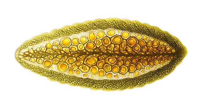 Seagrass pollen grain surface pattern organic texture biophilic design element microscopic view