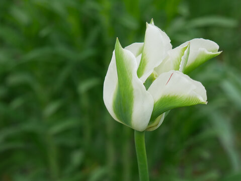 A single white and green tulip bud is shown in close-up against a blurred green background of foliage.