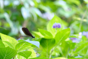 紫陽花の若葉にとまるトンボ © 正行 北島