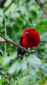 Crimson tanager bird perched on a thin tree branch moving in the wind captured in this high quality nature video footage animation which showcases the vibrant red feathers and black wings of this beau