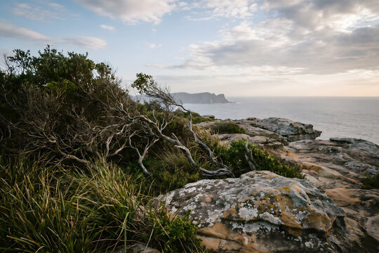 Rocky Coastal Cliffs with Native Shrubs Overlooking the Ocean at Golden Hour