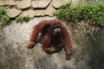 Photo of an orangutan in an animal park. Animals in the zoo. © Станислав 