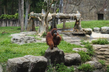 Photo of an orangutan in an animal park. Animals in the zoo. © Станислав 
