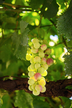 Uva acerba in maturazione	