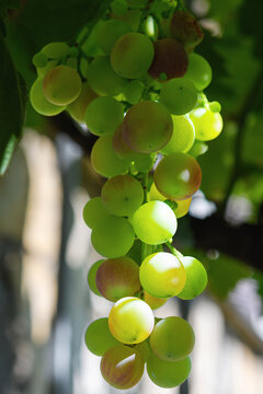 Uva acerba in maturazione	