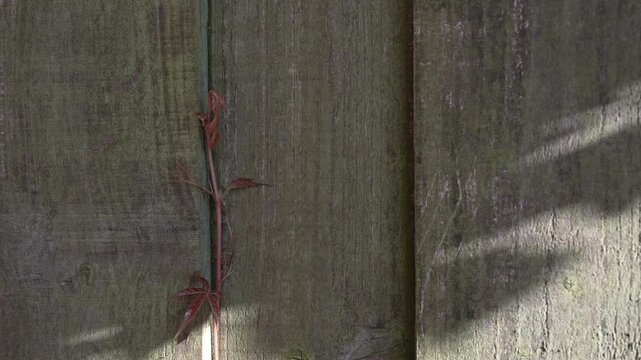 Shadows moving leaves dancing across rustic wooden fence in warm sunlight. Natural light and organic textures create a peaceful outdoor background for nature, mindfulness and cinematic video projects