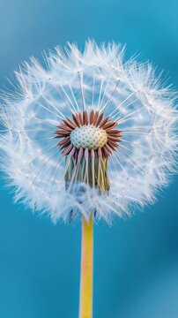Close-up of a dandelion seed head ready to blow away.