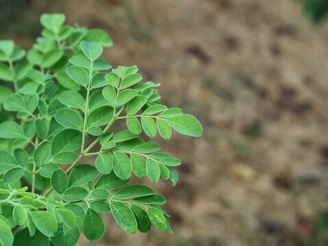 Close up of green moringa oleifera leaves growing with a beautifully blurred natural soil and ground background. Perfect for concepts related to healthy superfoods, organic farming, herbal remedies