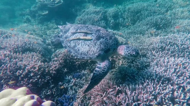 Tracking shot to a green sea turtle (Chelonia mydas) with two live sharksucker remora (Echeneis naucrates) clinging to its shell as it cruises along the dense coral reef in Dauin, Philippines