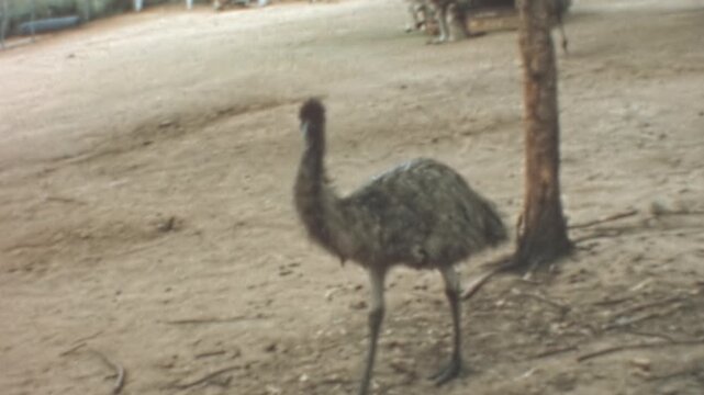 Emus and kangaroos roam an outdoor paddock at an Australian wildlife sanctuary in June 1966. One emu walks toward the camera while kangaroos rest near a fence archival footage.