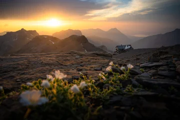 Sunset at Blüemlisalphütte SAC with Alpine Flowers in the Bernese Alps, Switzerland © schame87