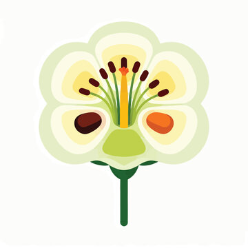Clean stylized vector flower cross-section illustrating botanical anatomy: petals, pistil, stamens, ovary, ovules,