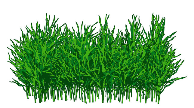 Ilustra&ccedil;&atilde;o vetorial de um arbusto verde denso e exuberante isolado em um fundo branco, ideal para projetos de design paisag&iacute;stico e elementos decorativos de natureza.
