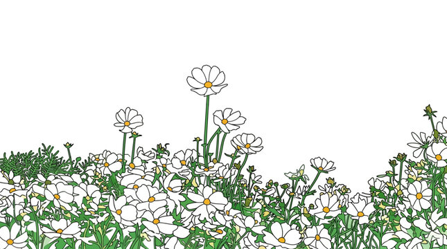 Ilustra&ccedil;&atilde;o vetorial de um campo de flores cosmos brancas com centros amarelos e caules verdes, isolado em um fundo branco, ideal para design gr&aacute;fico e elementos decorativos de primavera.