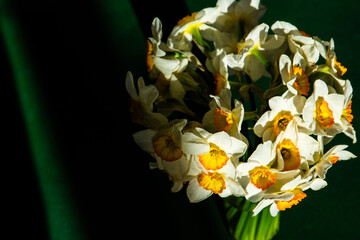 Obraz premium Bouquet of White Daffodils with Orange Center in Glass Vase on Green Background. Narcissus yellow Flower Bud