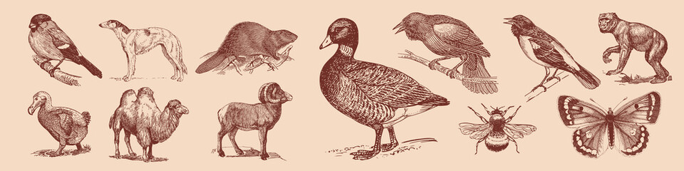 Vintage vector illustration of various animals and insects in sepia tones. © Rawpixel.com