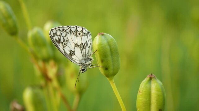 Pretty Melanargia galathea, the marbled white Nymphalidae procida underside butterfly sitting resting peacefully perched on the green seed of Iris sibirica Siberian flag flowering plant grassland