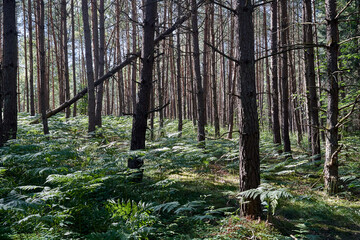 A hill covered with ferns and trees in a dense, mixed forest on a sunny summer day © GKor