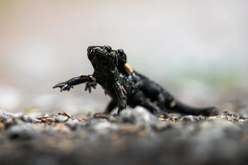 Alpine Salamanders (Salamandra atra) in Rivalry on Mountain Trail, Bernese Alps, Switzerland © schame87
