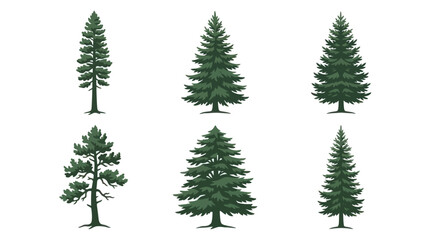Obraz premium Collection of evergreen trees