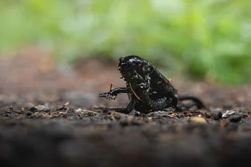 Alpine Salamanders (Salamandra atra) Fighting on Forest Path, Bernese Alps, Switzerland © schame87