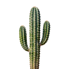 Fototapeta premium Cereus cactus stands tall with its distinct spiky texture and vibrant green color