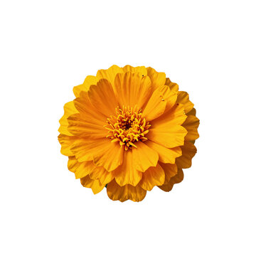 Vibrant yellow zinnia flower in full bloom on a white background
