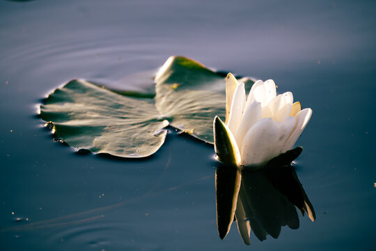 White Water Lily with Lily Pads