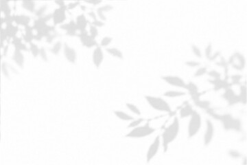 Fototapeta premium Abstract branch shadow and summer sunlight dappled shadow overlay effect with realistic abstract natural tree leaves shadow on wall background, abstract shadow background with branch