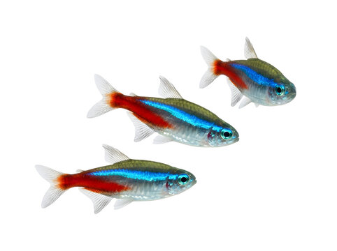 Neon Tetra fish vibrant red and blue stripes swimming, isolated on transparent background