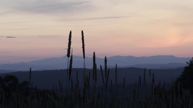 Wheatgrass Swaying in Sunset Silhouette & Distant Hills