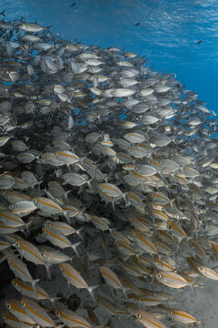 Large and dense school of yellowstripe scad fish swimming together underwater.