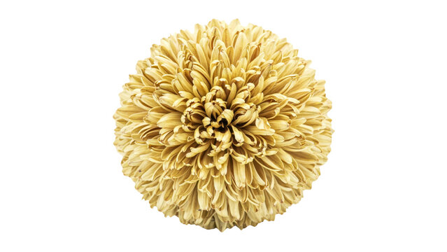Beautiful macro photography of a dried golden chrysanthemum flower head showing intricate petal textures and soft natural lighting isolated perfectly as a cutout on transparent background