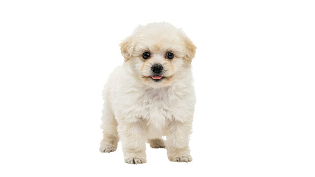 Small adorable white bichon frise puppy with fluffy fur and big dark eyes standing looking at the camera with its tongue out on transparent background