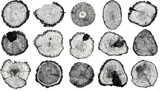 Collection of diverse tree ring cross sections showcasing organic growth patterns and natural textures