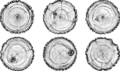 Detailed illustration of six circular tree trunk crosssections displaying annual growth rings © RANGER BYTE
