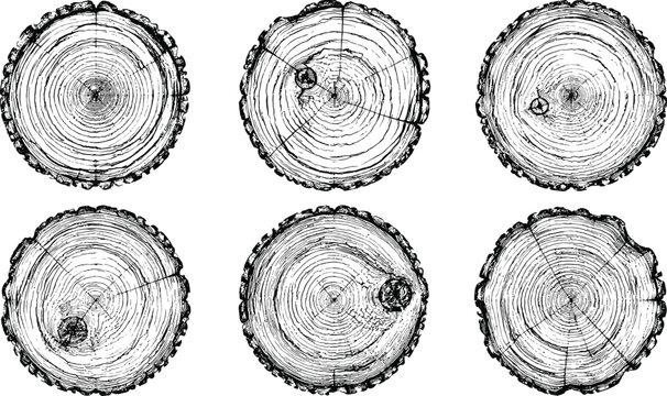 Detailed illustration of six circular tree trunk crosssections displaying annual growth rings
