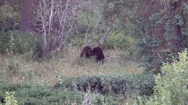 Black bear cubs wrestling and playing at the Teton's National Park