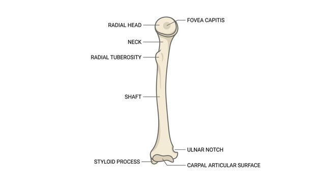 Human Radius Bone Anatomy Infographic