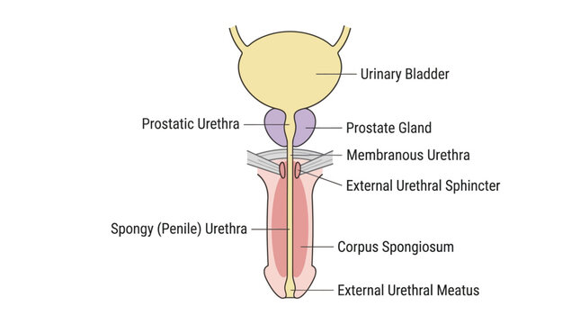 Male Urinary System Anatomy Infographic