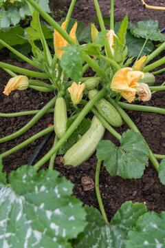 Ripe Zucchini and Bright Blossoms Framed by Green Leaves After Rain