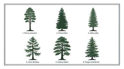 Fototapeta premium Types of evergreen and deciduous trees illustration