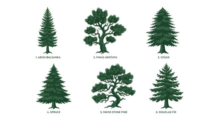 Obraz premium Variety of evergreen trees collection