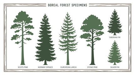 Various coniferous tree silhouettes collection © Verilux