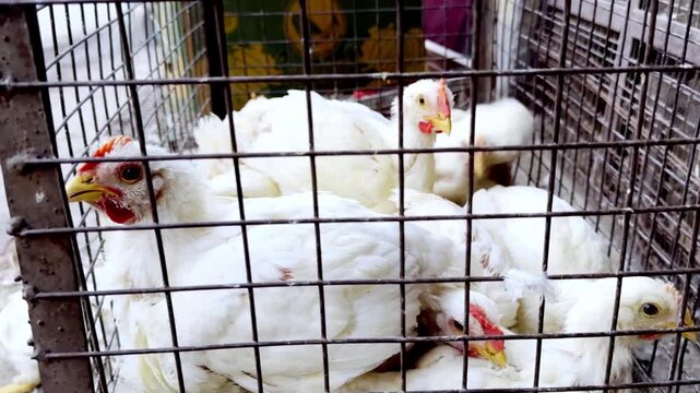 White Live Chickens at Poultry Shop in Local Market with Fresh Livestock, Farming, Agriculture and Retail Business Environment