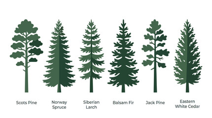 Various coniferous tree species illustration © Verilux